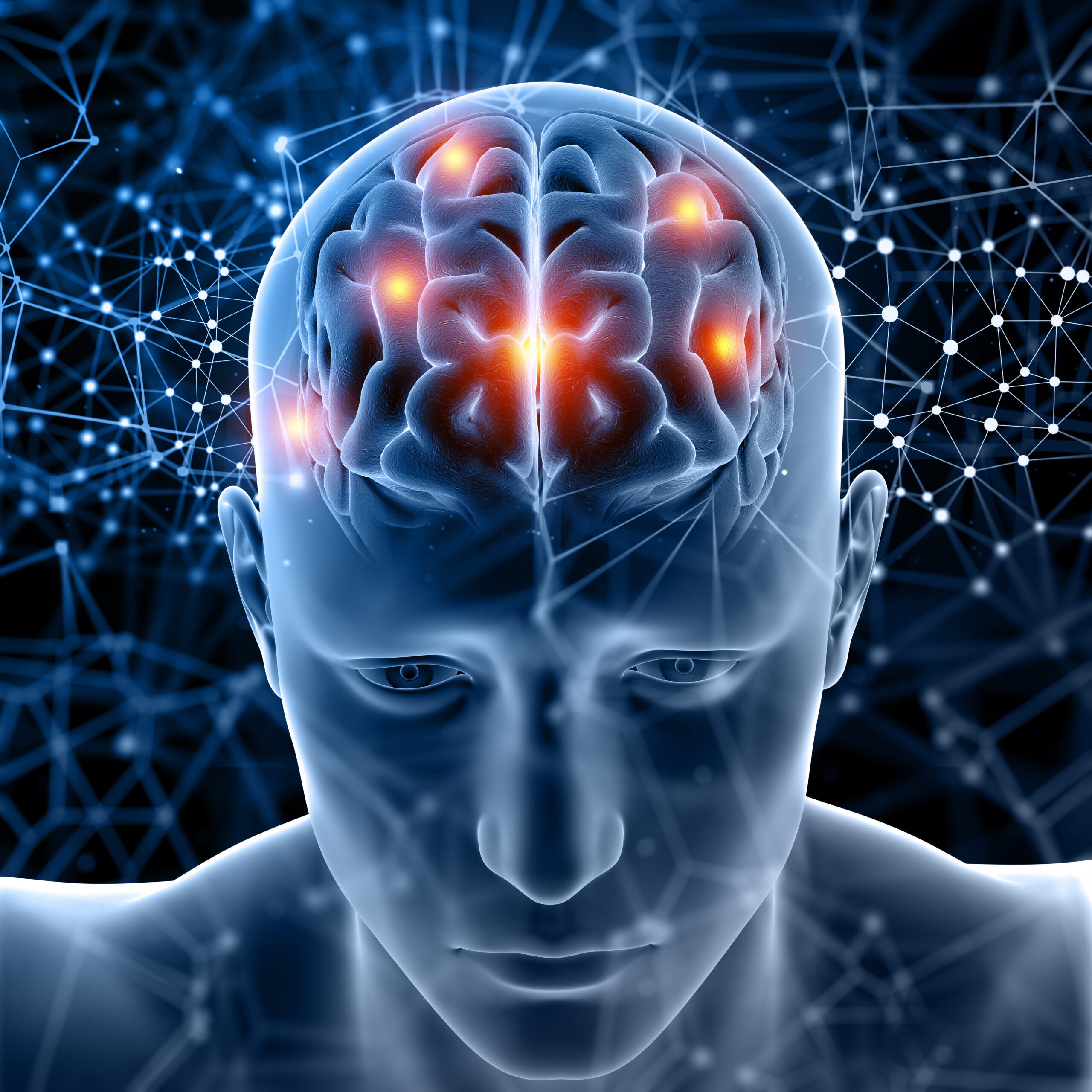 3D anatomical model showing highlighted human brain
